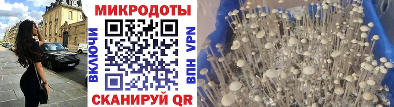 Галлюциногенные грибы Psilocybine cubensis  Купить закладки  Нерчинск 